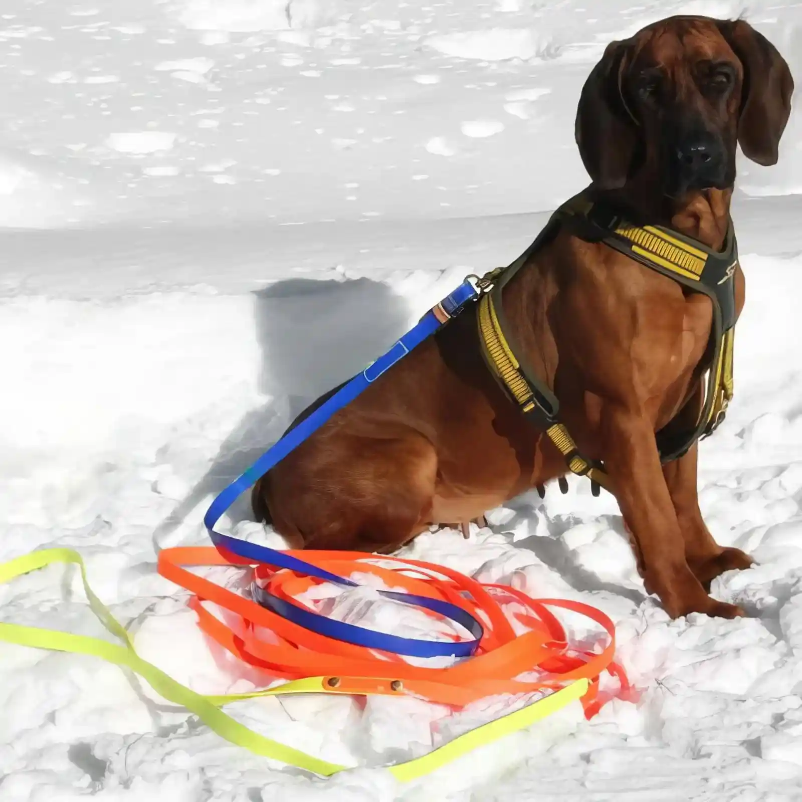 Niggeloh Biothane Schweissriemen Track im Schnee