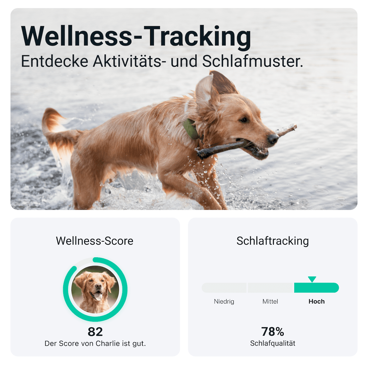 Produkt der Woche: GPS-Tracker für Hunde und Katzen von Tractive